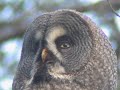 Great Grey Owl - Strix nebulosa