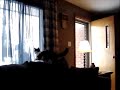 Cat Attacks Mailman