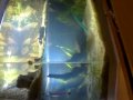 Ex-aquario de tartaruga; agora plantado..Ciclando 