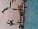 Not much of a good diver ... in fact ...BAD ONE