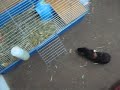 My Blacky sein stunt