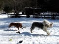 Mick and Sydney running