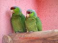 Madarak**Birds Madarak**Birds