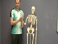 Anatomy of the Skeleton 1.mpg