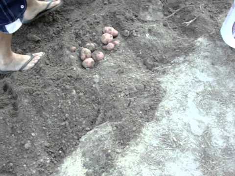 how to store potatoes after harvest