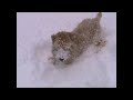 Puppy Playing in the Snow