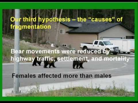 how to react grizzly bear