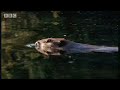 Beaver facts - BBC Animals Beaver facts - BBC Animals
