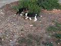 videos de Jasper & Race Car - Nov 17th - 5