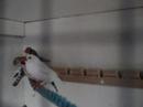 My Flock My Flock