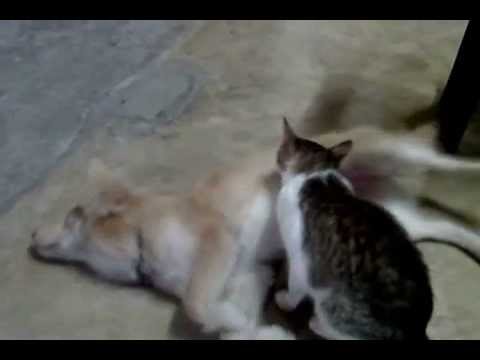 how to cure galis ng pusa