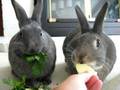 Breakfast time for Sammy & Sebastian