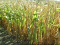 The Uxbridge Corn Maze (Project)