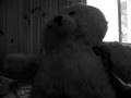 Polar bear Goes Godsmack