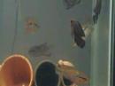 pair of pike cichlids Crenicichla sp. 1 http://cmcas.com.br