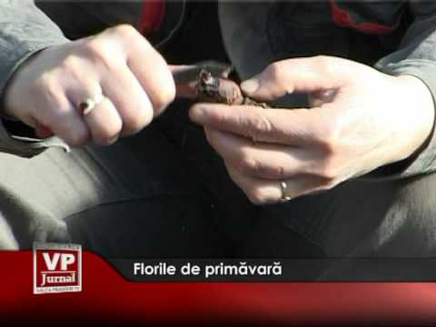 Florile de primăvară