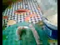 Alimentando a Billy y Frodo