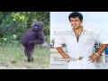 ajith is a asal gorilla