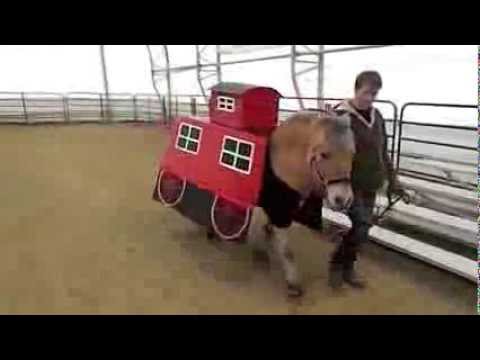 how to train a fjord horse