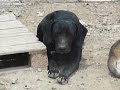 Click here to watch this video Rhodos-Hunde Jan