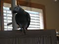 African Grey 
