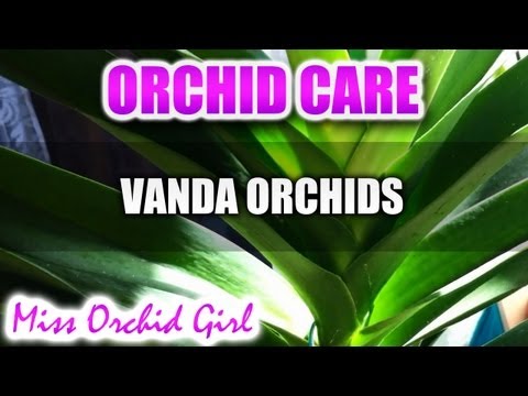 how to replant vanda orchids