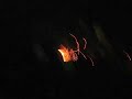 guy-fawks-cracker-night.html