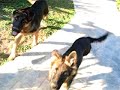 alman kurdu shela alman kurdu shela