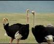 Tanzanie - Le Ngorongoro