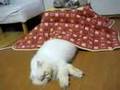 ねこコタツ