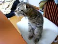 Котенок и колбаса