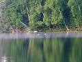 While watching two loons who are upset by the presence of an eagle, someone gets a strike and then loses the fish.