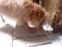 crunchy carton