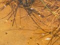 Horsehair worm