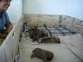 ruby and the puppies 3 weeks