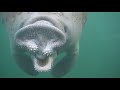 a manatee yawn a manatee yawn