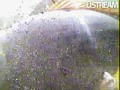 Grote karper op de Livecam