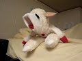 few people know that lambchop and freddy mercury are actually the same person