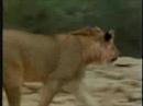 Christan the lion and Yes