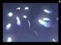 Final Fantasy VIII - city of angels