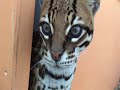 Pet ocelot in heat