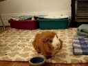 Breakfast by a TwoGuineaPigs\