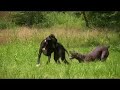 Great Danes- Hunting Lesson