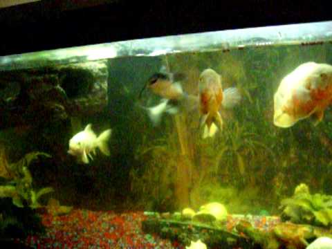 feeding my fish
