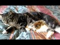 Chick Tickles Cats Belly