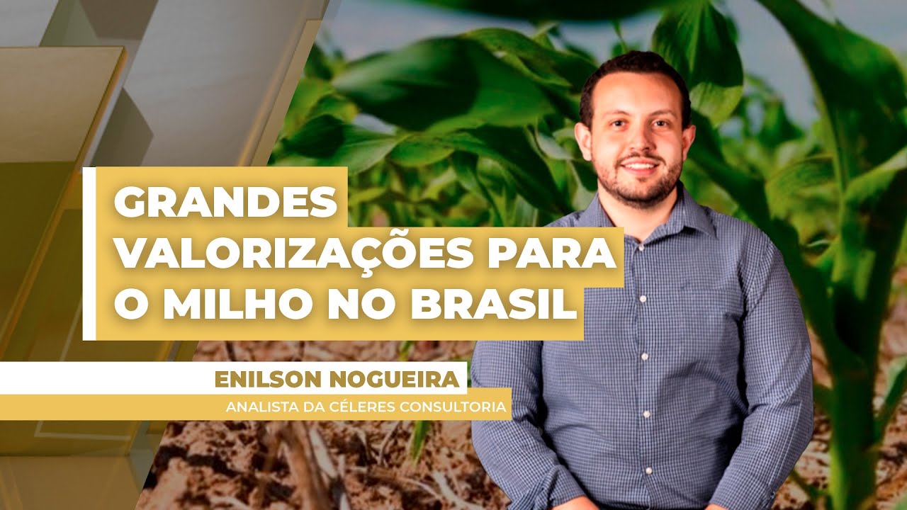 Incerteza sobre plantio da segunda safra fomenta grandes valorizações para os preços do milho ...