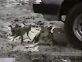 الله أكبر لا إله الا الله محمد رسول اللهكلب ينتقم من كلب خخخخخخخخخخخ Some dog Reveng from some dog hahaha
