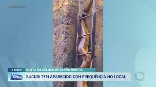 Visita na eclusa de Barra Bonita: sucuri tem aparecido com frequência no local