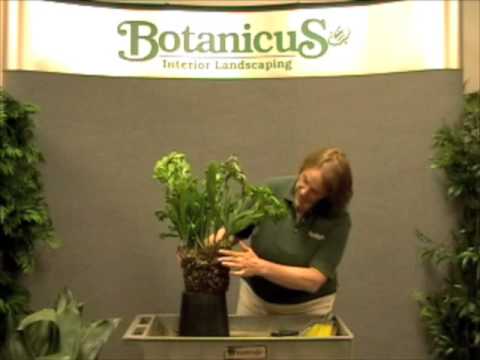how to fertilize zz plant