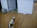 videos de The Girl (Cavalier King Charles Spaniel puppy) Taking Over